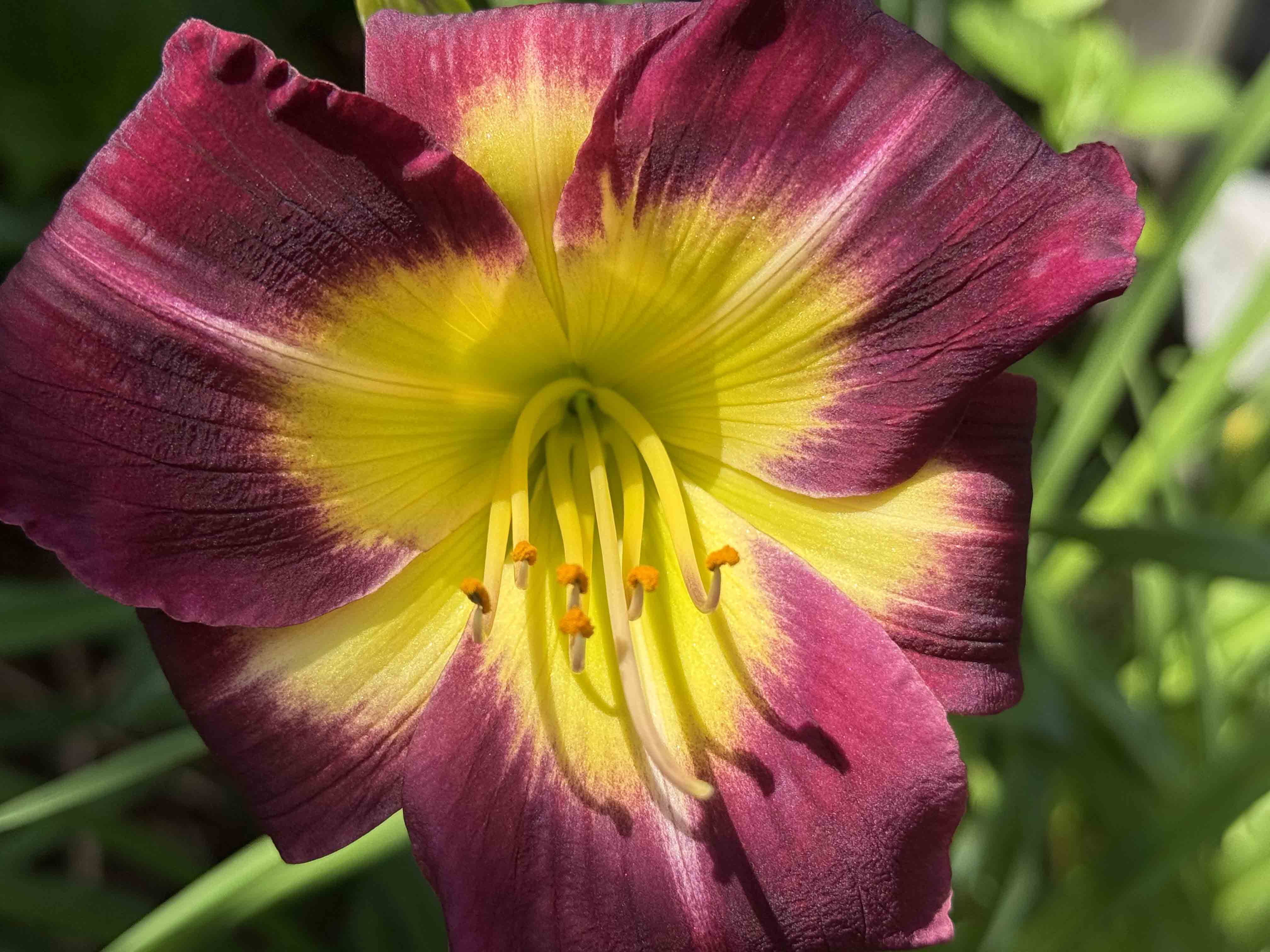 Colourful summertime flower