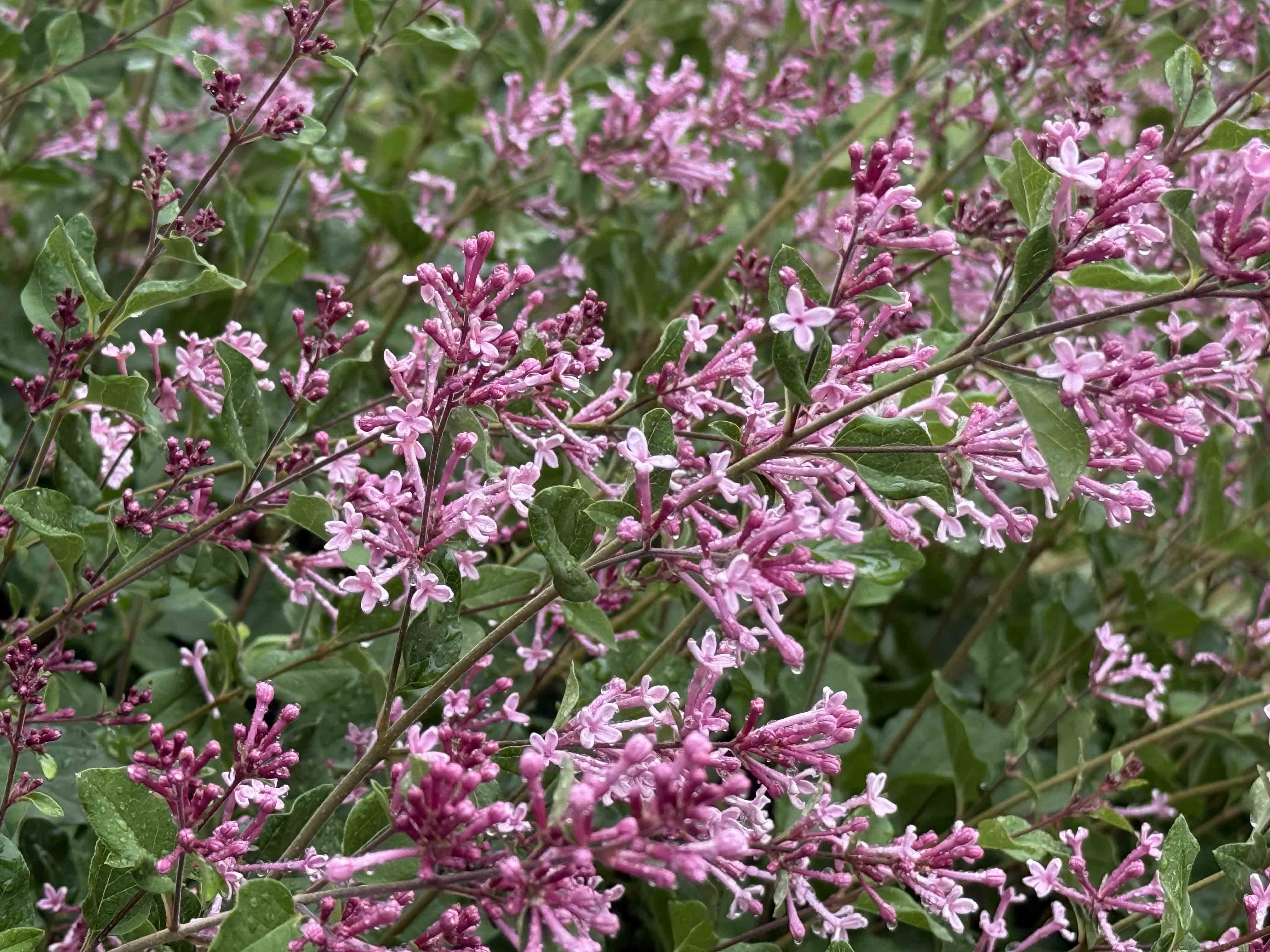 Colourful summertime flower
