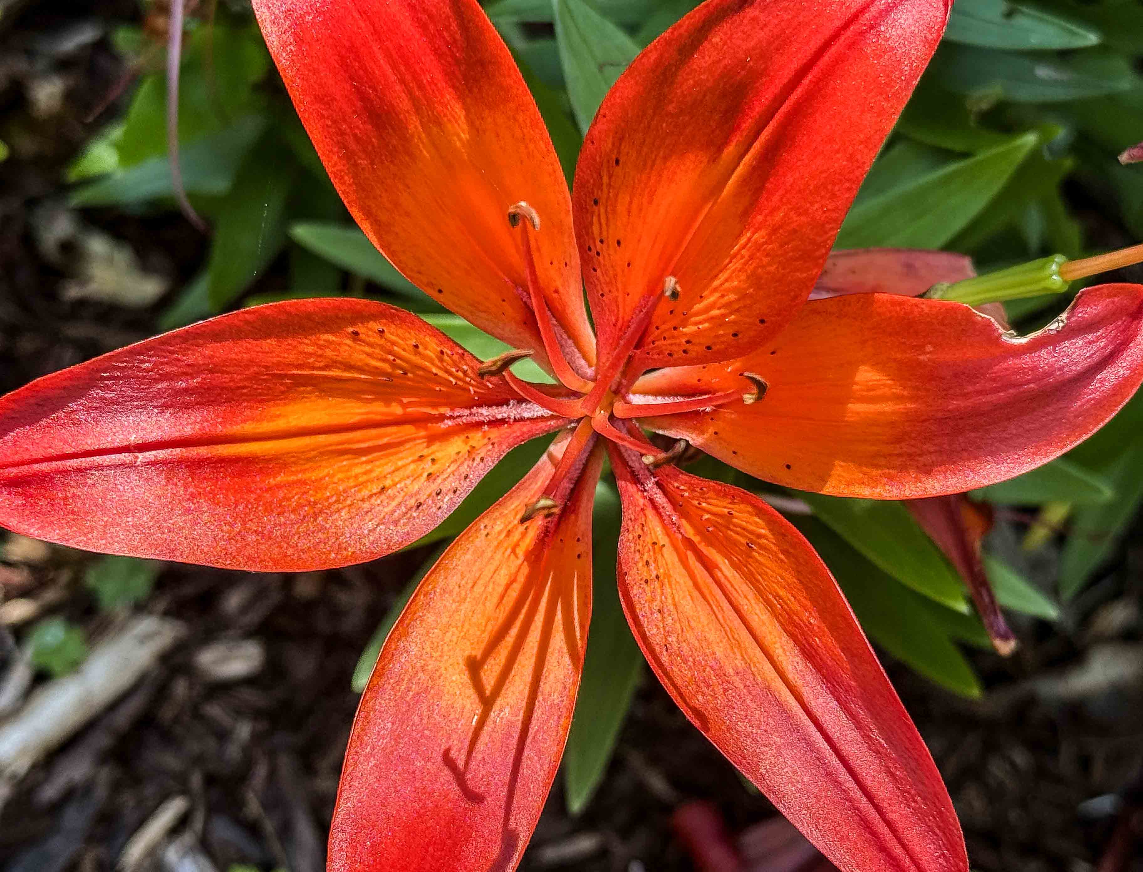 Colourful summertime flower